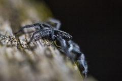 Holoplatys semiplanata