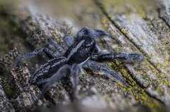 Holoplatys semiplanata