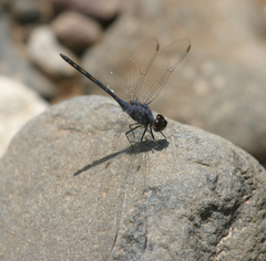 Trithemis dejouxi