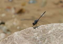 Trithemis dejouxi