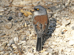 Junco phaeonotus palliatus