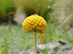 Gaillardia megapotamica
