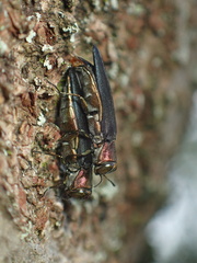 Agrilus spinipennis