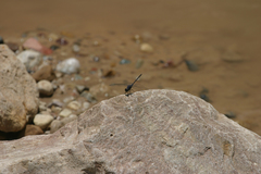 Trithemis dejouxi