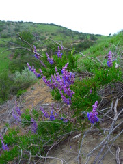 Trichostema lanatum