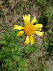 Gaillardia megapotamica