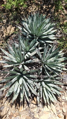 Agave macroacantha