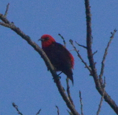 Myzomela cardinalis