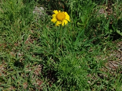 Gaillardia megapotamica