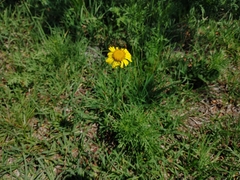 Gaillardia megapotamica