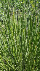 Euphorbia rossiana
