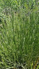 Euphorbia rossiana