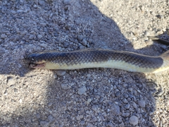 Paraphimophis rusticus