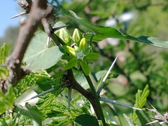 Araujia brachystephana