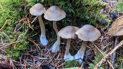 Nitida