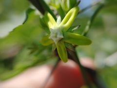 Araujia brachystephana