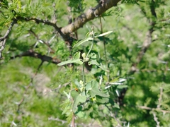 Araujia brachystephana