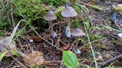 Nitida