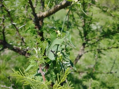 Araujia brachystephana