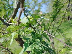 Araujia brachystephana