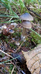 Nitida