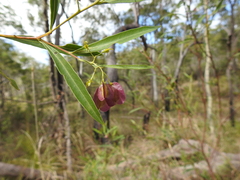 Dodonaea lanceolata