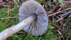 Nitida