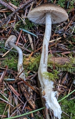 Nitida