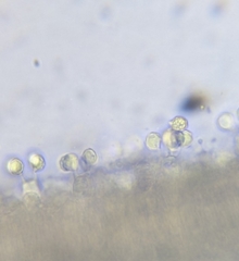 Nitida