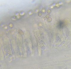 Nitida