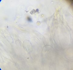 Nitida