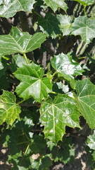 Cnidoscolus tehuacanensis