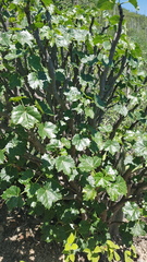 Cnidoscolus tehuacanensis