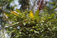Tillandsia tovarensis