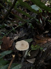 Entoloma acutipes