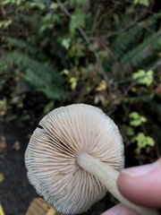 Entoloma acutipes