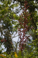Tillandsia tovarensis