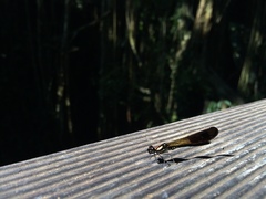 Heliocypha fenestrata cornelli