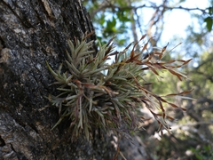 Tillandsia capillaris