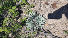 Agave macroacantha