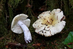 Russula crassotunicata