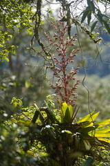 Tillandsia tovarensis