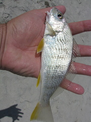 Umbrina coroides
