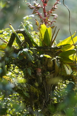 Tillandsia tovarensis