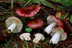 Russula murrillii
