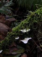 Crepidotus epibryus