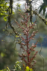 Tillandsia tovarensis