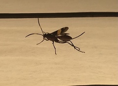 Compsocryptus melanostigma