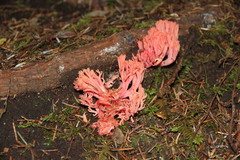Ramaria cyaneigranosa