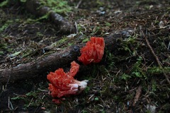 Ramaria cyaneigranosa